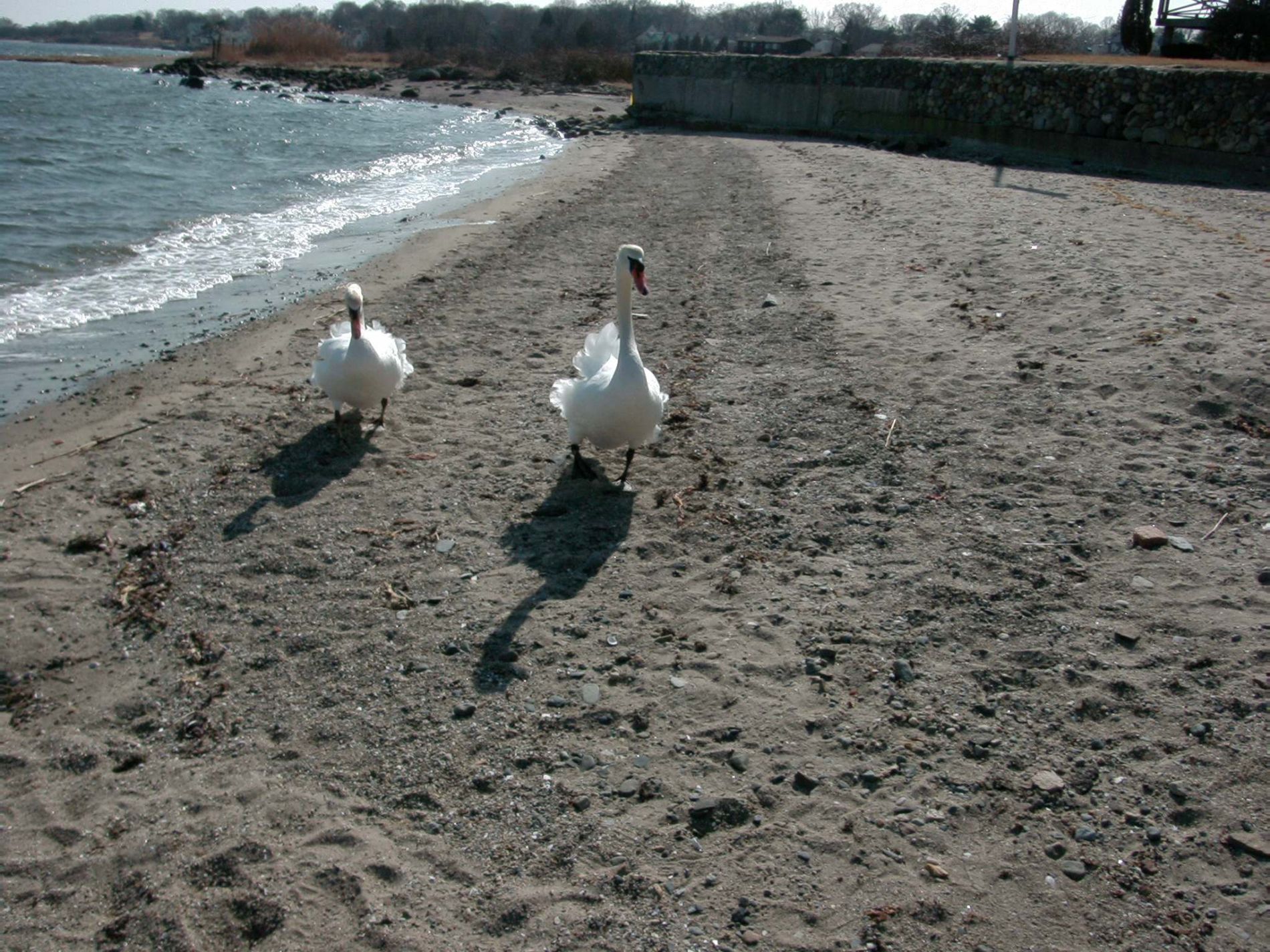 Swans coming for a treat. Sandy beach has been eroded somewhat from storms